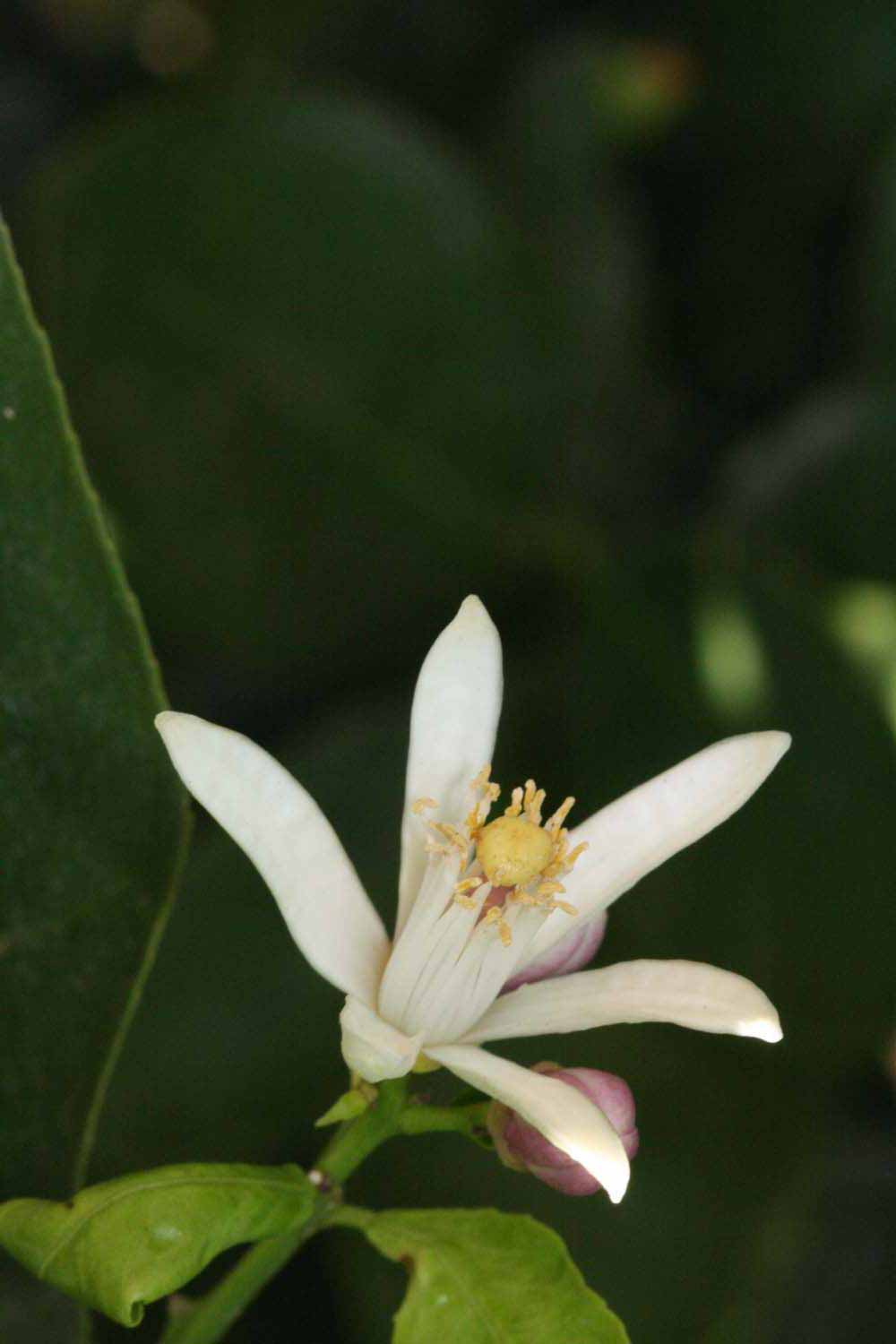              Flower (Riverside, CA)       